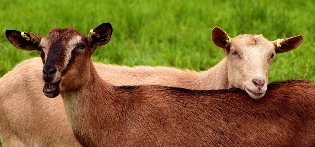 goats in pasture