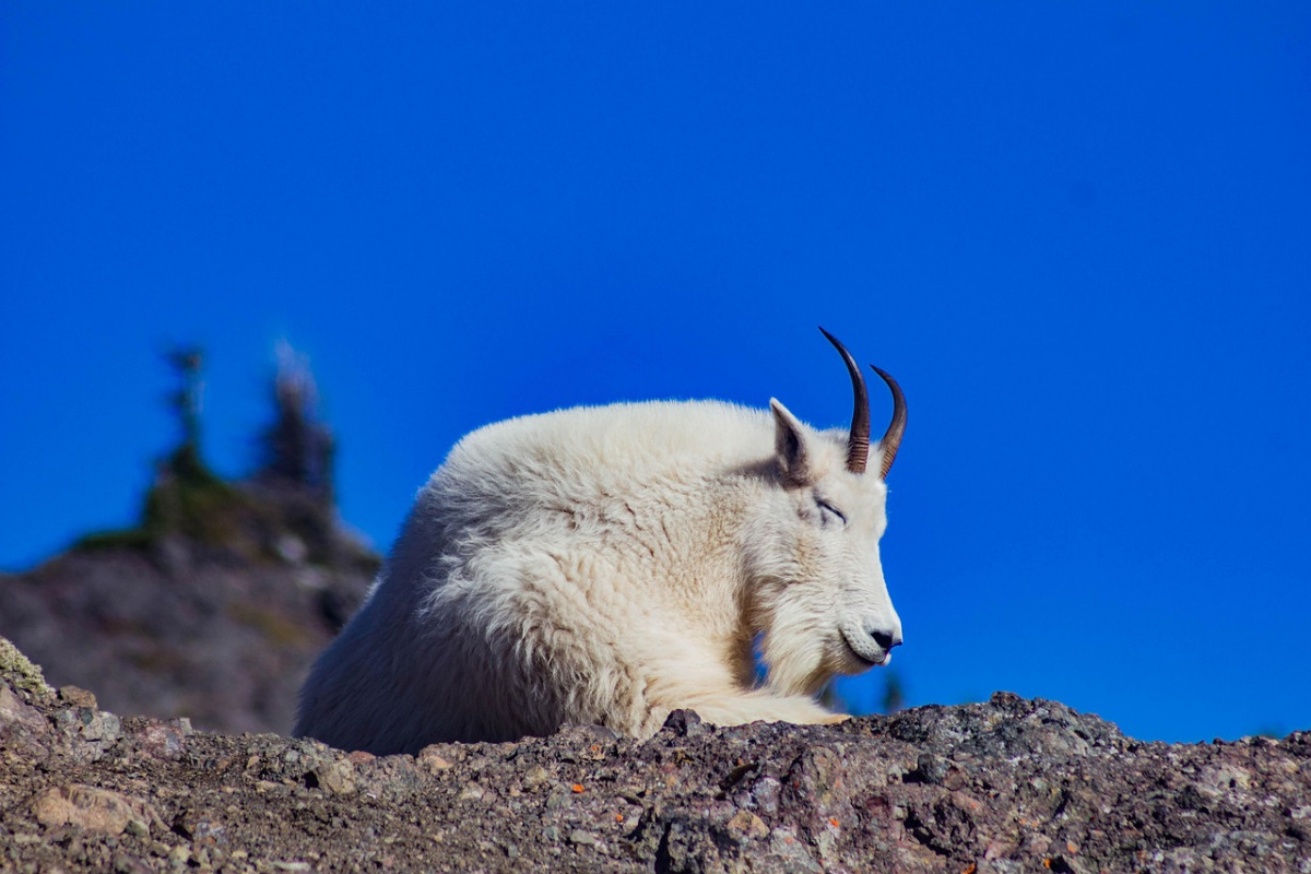 capra goat